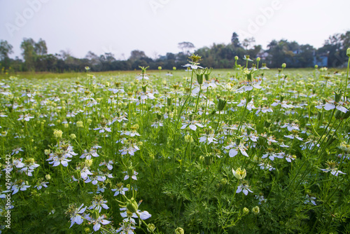 Blooming White Nigella sativa flowers in the field with blue sky. Natural Landscape view