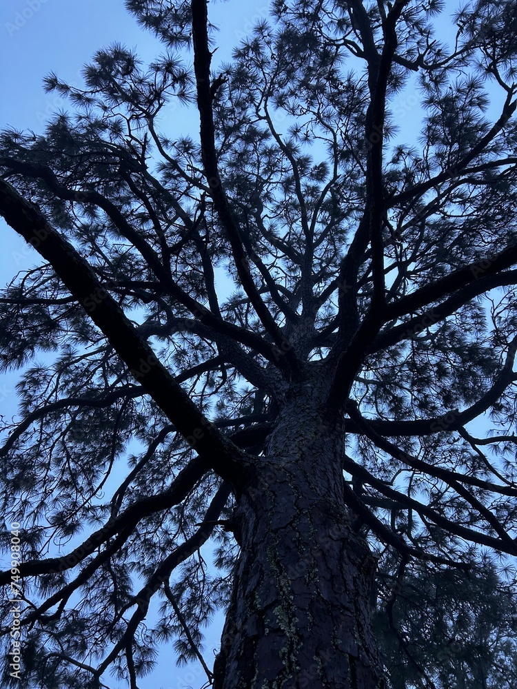 Vertical pine tree Fairhope Al Vertical pine tree Fairhope Al
