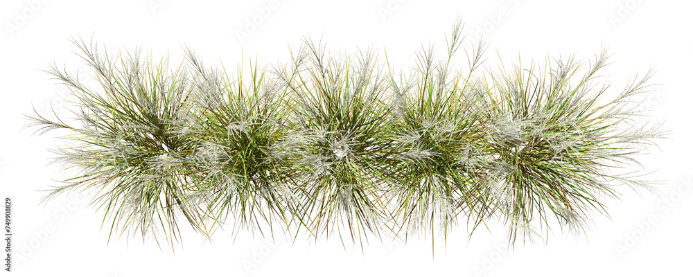 Top view nature savanna flora grass row for landscape realistic 3d rendering png Top view nature savanna flora grass row for landscape realistic 3d rendering png