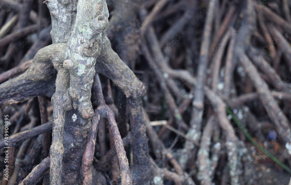 Mangrove trees in mangrove forests at Maros Beach, South Sulawesi, Indonesia.