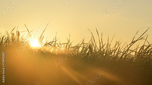Fototapeta Naklejka Na Ścianę i Meble -  Beautiful morning sun light sunrise over the farming fields and grass meadow landscape. 