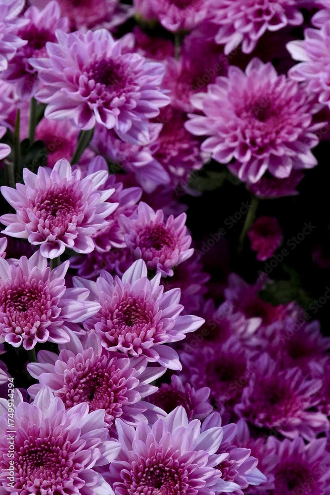 Blooming Chrysanthemum frowers gardent photos Blooming Chrysanthemum frowers gardent photos