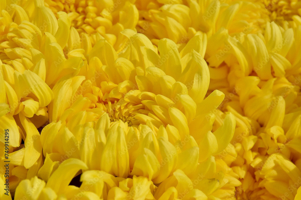 Blooming Chrysanthemum frowers gardent photos Blooming Chrysanthemum frowers gardent photos