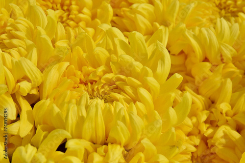 Blooming Chrysanthemum frowers gardent photos © Soraf