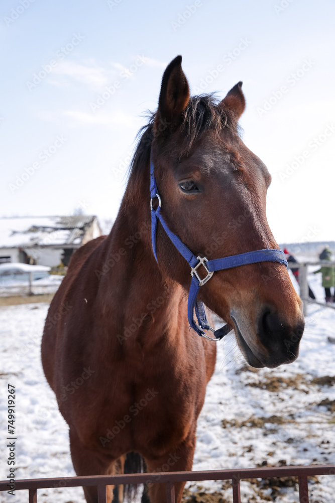 Fototapeta premium brown horse, horse muzzle, winter