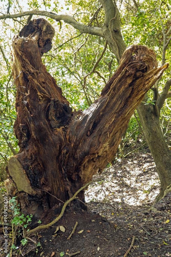 A very old tree stump in a wooded forest-like area with sunlight breaking through the surrounding trees and leaves A very old tree stump in a wooded forest-like area with sunlight breaking through the surrounding trees and leaves