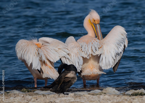 Pelicans