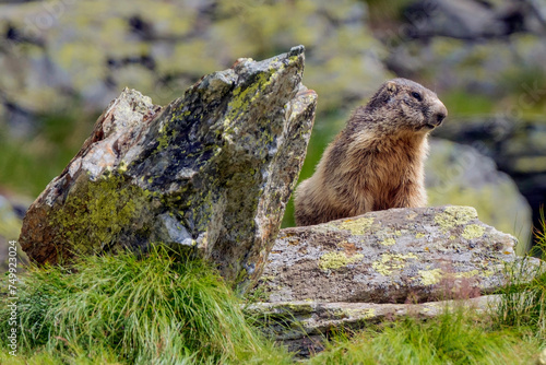 Marmot