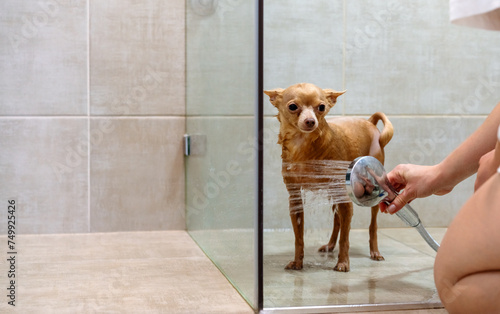 Washing your pet in the shower at home. Toy Terrier dog. © Barillo_Picture