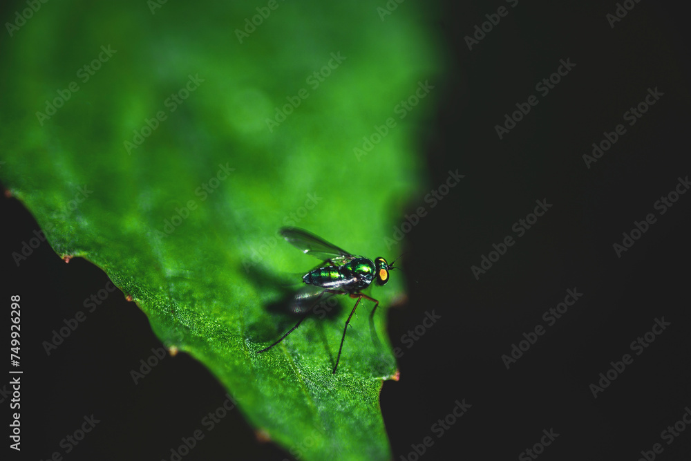 Musca domestica is a terminator in Cyclorrhapha. Believed to have evolved during the Cenozoic era in the Middle East Musca domestica is a terminator in Cyclorrhapha. Believed to have evolved during the Cenozoic era in the Middle East