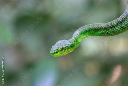 portrait of green pit viper.Green Pit Vipers (Trimesurus albolabris) are a venomous species of snake found in southeast Asia. 
