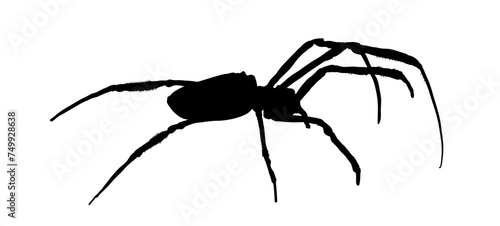 silhouette of spider isolated 