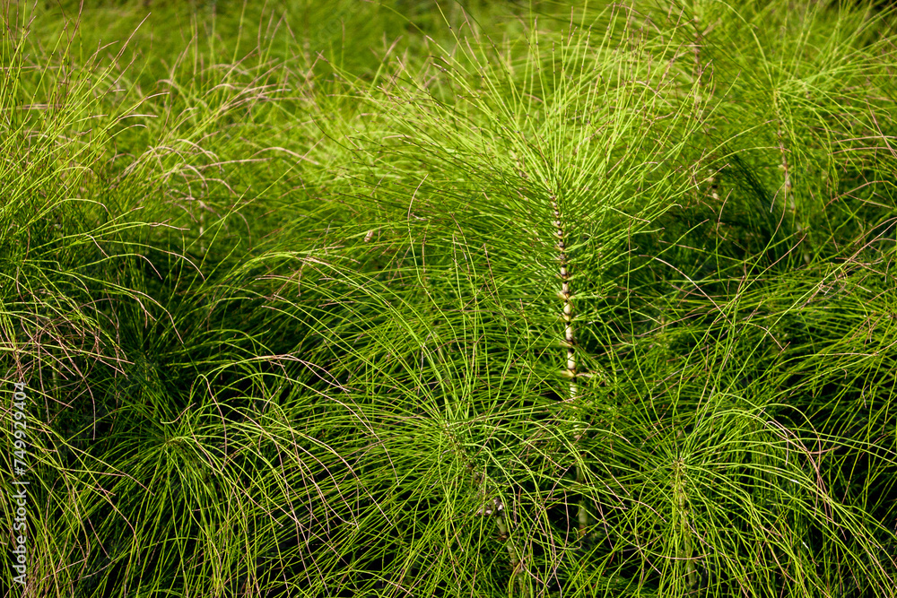 Horsetail (lat. Equisetum arvense) in a meadow, close-up. Common horsetail, top view. Green pusher in a meadow on a summer day. Colonum grows in the meadow. - obrazy, fototapety, plakaty 