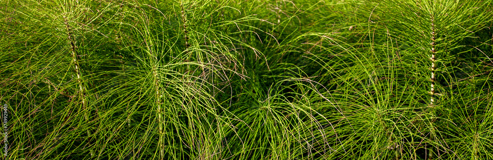 Horsetail (lat. Equisetum arvense) in a meadow, close-up. Common horsetail, top view. Green pusher in a meadow on a summer day. Colonum grows in the meadow. - obrazy, fototapety, plakaty 