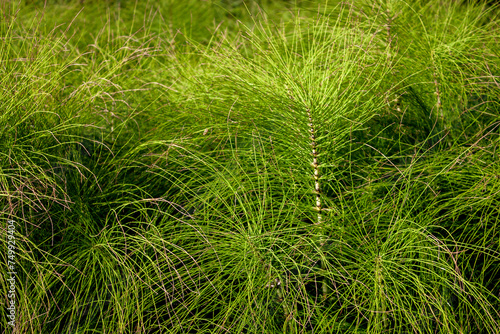 Horsetail (lat. Equisetum arvense) in a meadow, close-up. Common horsetail, top view. Green pusher in a meadow on a summer day. Colonum grows in the meadow. photo