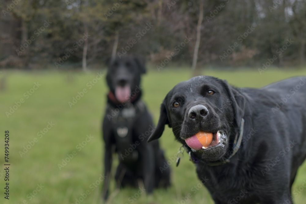 A working black labrador retriever joyfully holding a ball in his mouth looking into the camera