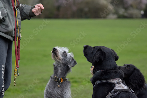A group of well behaved dogs are sitting together focusing on their dog handler waiting for a food reward - Dog walking, Pet Sitting, Day Care, Puppy School