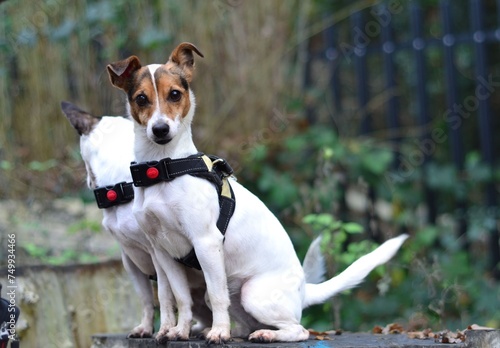 Two Jack Russel Terrier Puppy Dogs are sitting on a log, one of them with a tilted head and ears up focusing at the camera