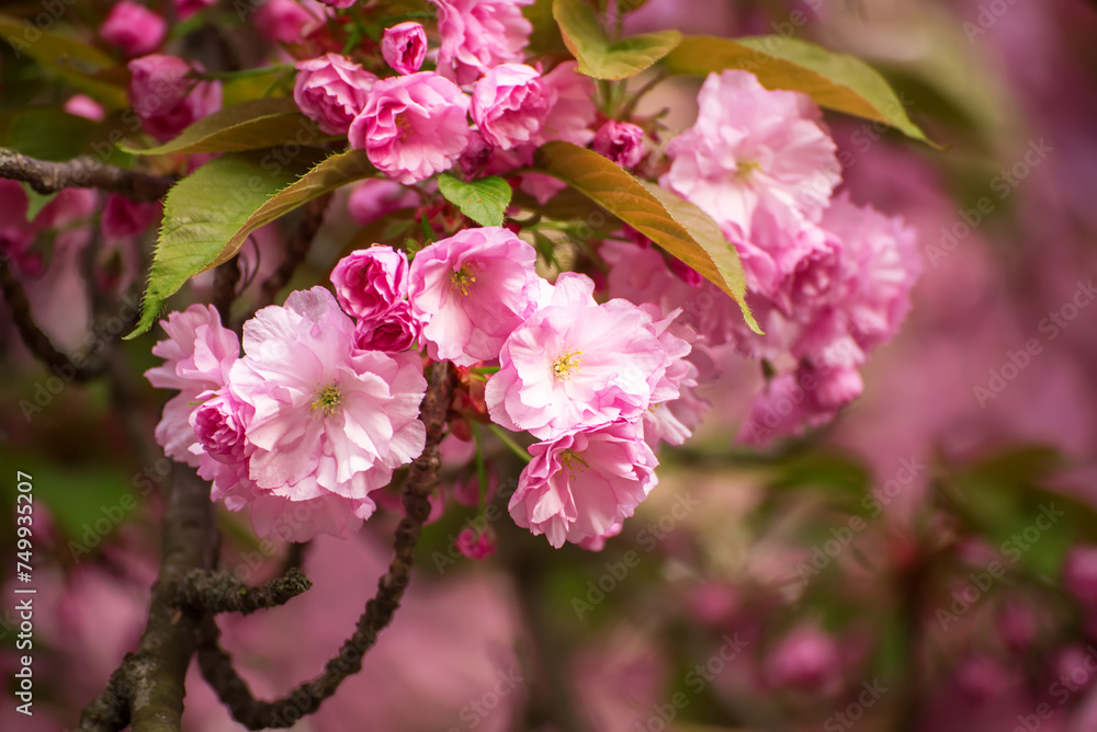 Sakura flowers blooming, spring seasonal Easter background