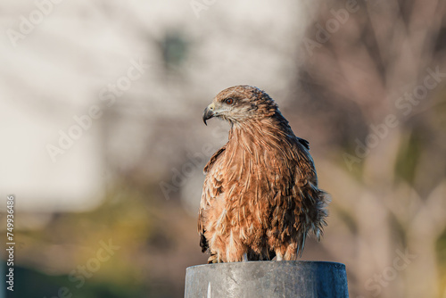 Black kite at the port