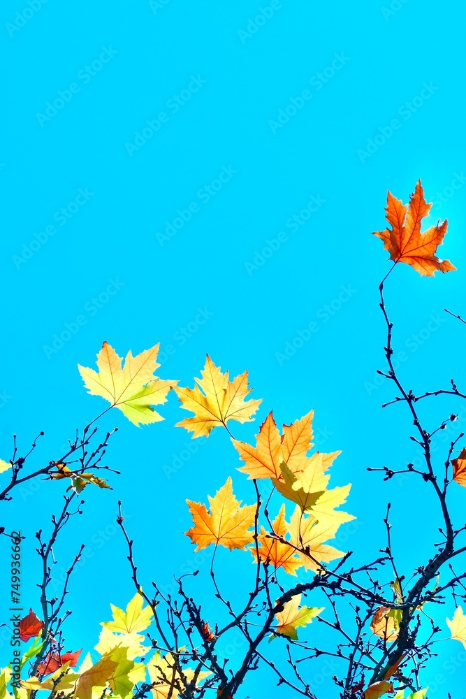 Colorful maple foliage on a blue sky background. Fabulous autumn. Colorful maple foliage on a blue sky background. Fabulous autumn.