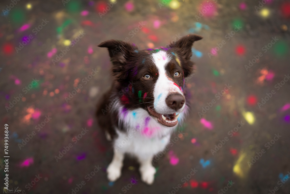 Holi color border collie dog portrait 