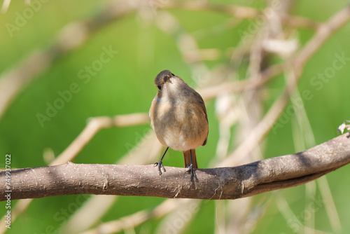 Redstart is wondering about something