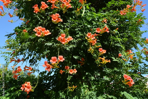 Orange red oblong flowers of campsis with green leaves against the background of a green bush.