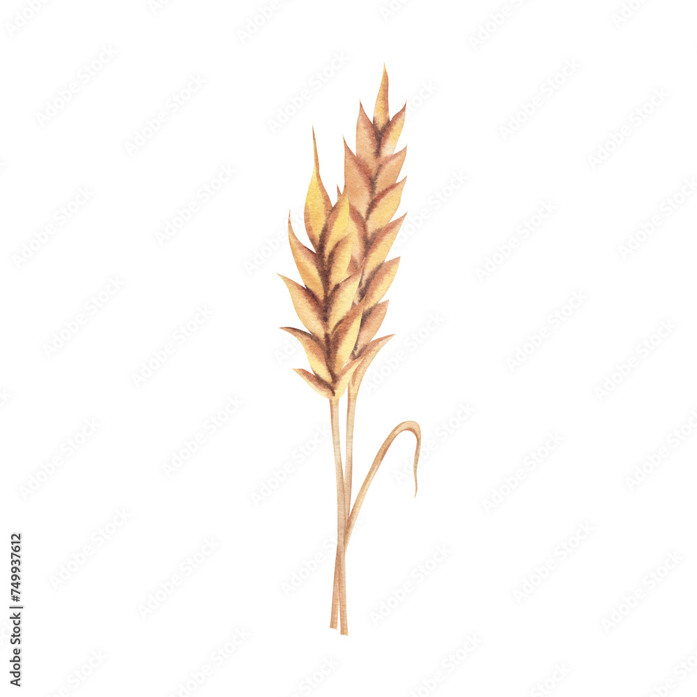 Watercolor wheat spike on a white background. Hand-painted illustration. Harvesting. Bread flour. Blank, template, clipart for designers.