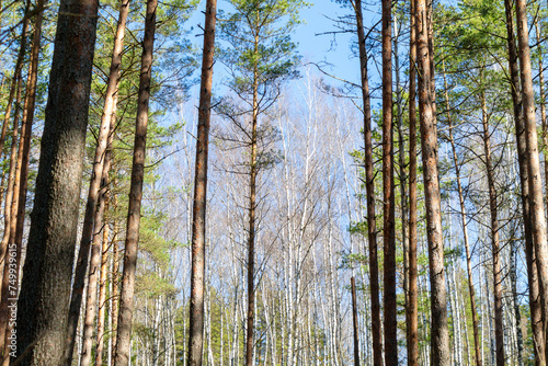  Thin tree trunks with a perspective view of the sky