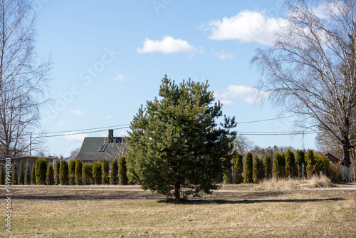  One pine tree in the middle of the yard with a row of small trees in the background