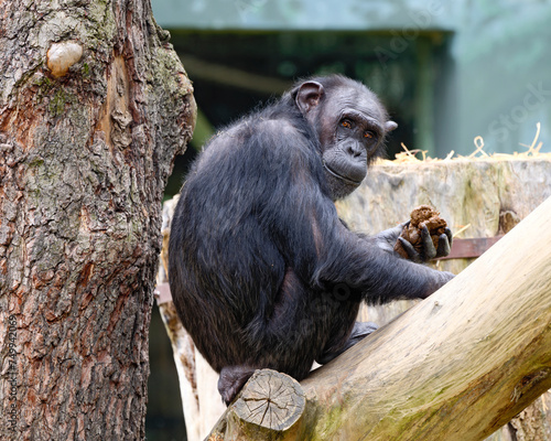 West African chimpanzee (Pan troglodytes verus) sitting in the grass. Blurred background. Selective focus. photo