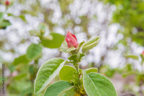 close-up: pale pink tipped white quince flower with five petals photo