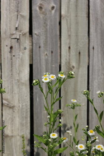 flowers on wooden fence