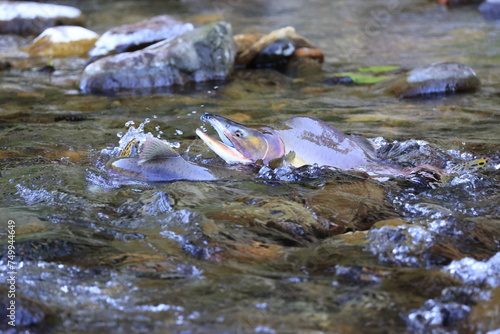 秋の始まりの北海道、知床の川に婚姻色に染まったカラフトマスが激流を乗り越えて遡上してきます。