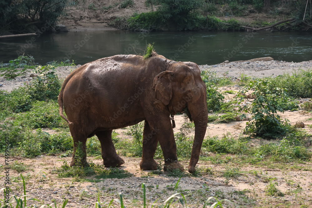Fototapeta premium A large, muddy Thai elephant walks along the riverside.