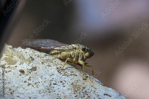 Close-up of a cicada drilling on a rock. Big-eyed Cicada stared. © Core
