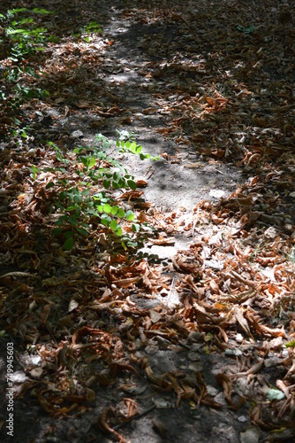 Yellow twisted leaves of yellowed maple on the ground and sunlight