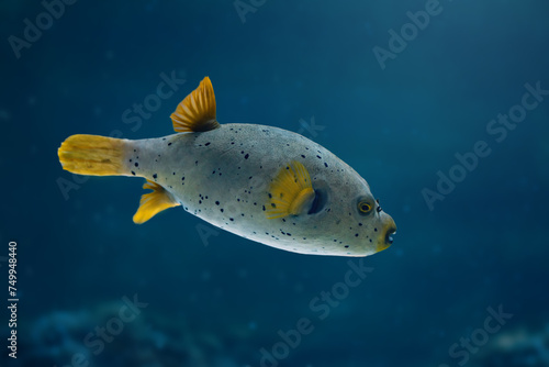 Blackspotted Puffer fish (Arothron nigropunctatus) or Dog-faced Puffer