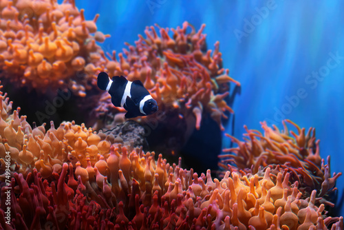 Black Ocellaris Clownfish (Amphiprion ocellaris) - Marine Fish photo