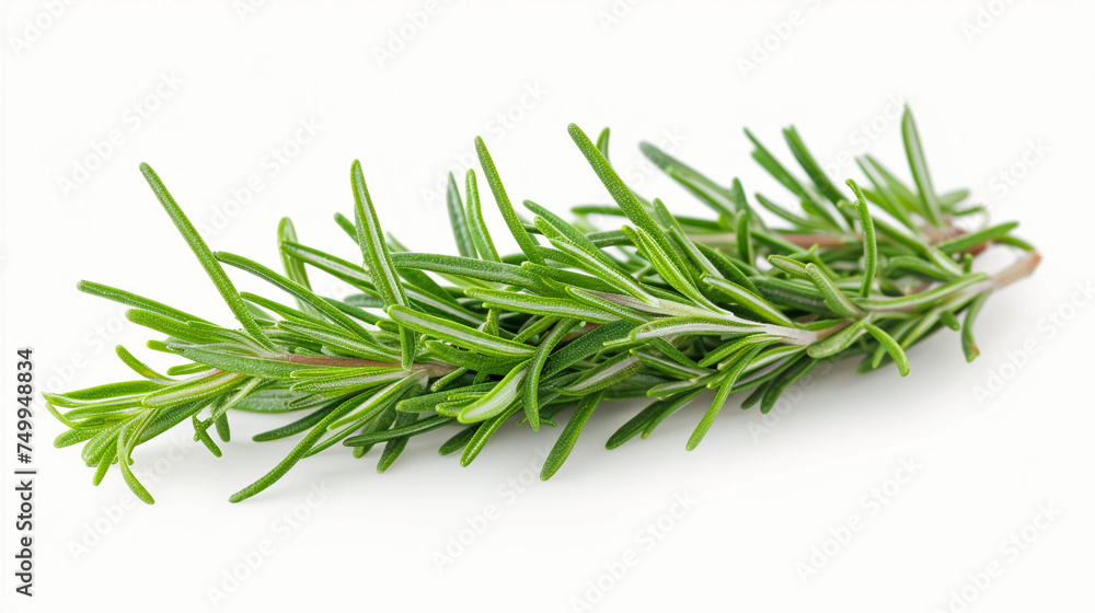 Fresh rosemary leaves bundle on isolated white background