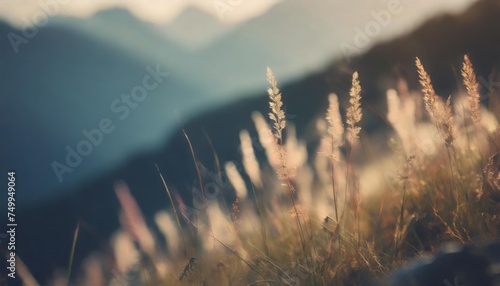 wild grass in the mountains at sunset macro image shallow depth of field vintage filter summer nature background photo
