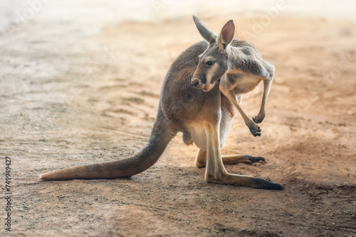 Red Kangaroo (Osphranter rufus) - Australian Marsupial