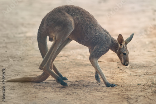 Red Kangaroo (Osphranter rufus) - Australian Marsupial photo