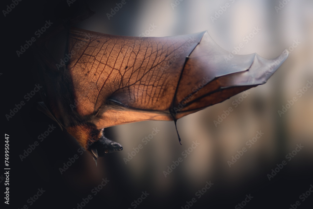 Obraz premium Large Flying Fox (Pteropus vampyrus) with open wings
