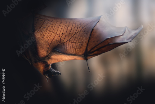 Large Flying Fox (Pteropus vampyrus) with open wings