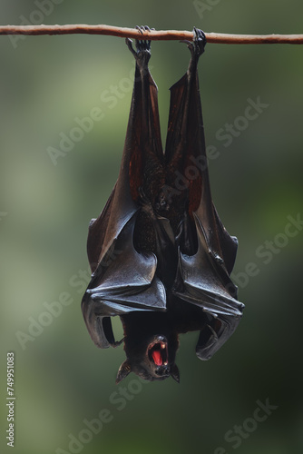 Obraz na płótnie Large Flying Fox (Pteropus vampyrus) with open mouth w salonie