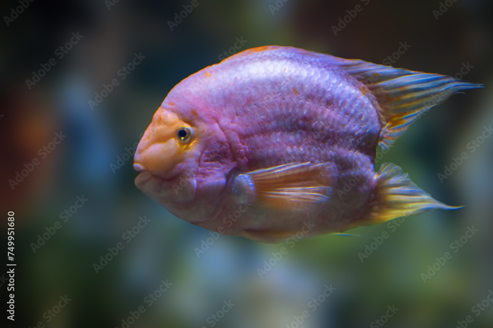 Midas Cichlid (Amphilophus citrinellus) - Freshwater Fish Midas Cichlid (Amphilophus citrinellus) - Freshwater Fish