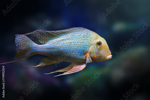 Pearl Cichlid Altifrons (Geophagus altifrons) - Freshwater Fish photo
