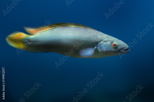 Red Finned Pike Cichlid (Crenicichla johanna) - Freshwater Fish photo